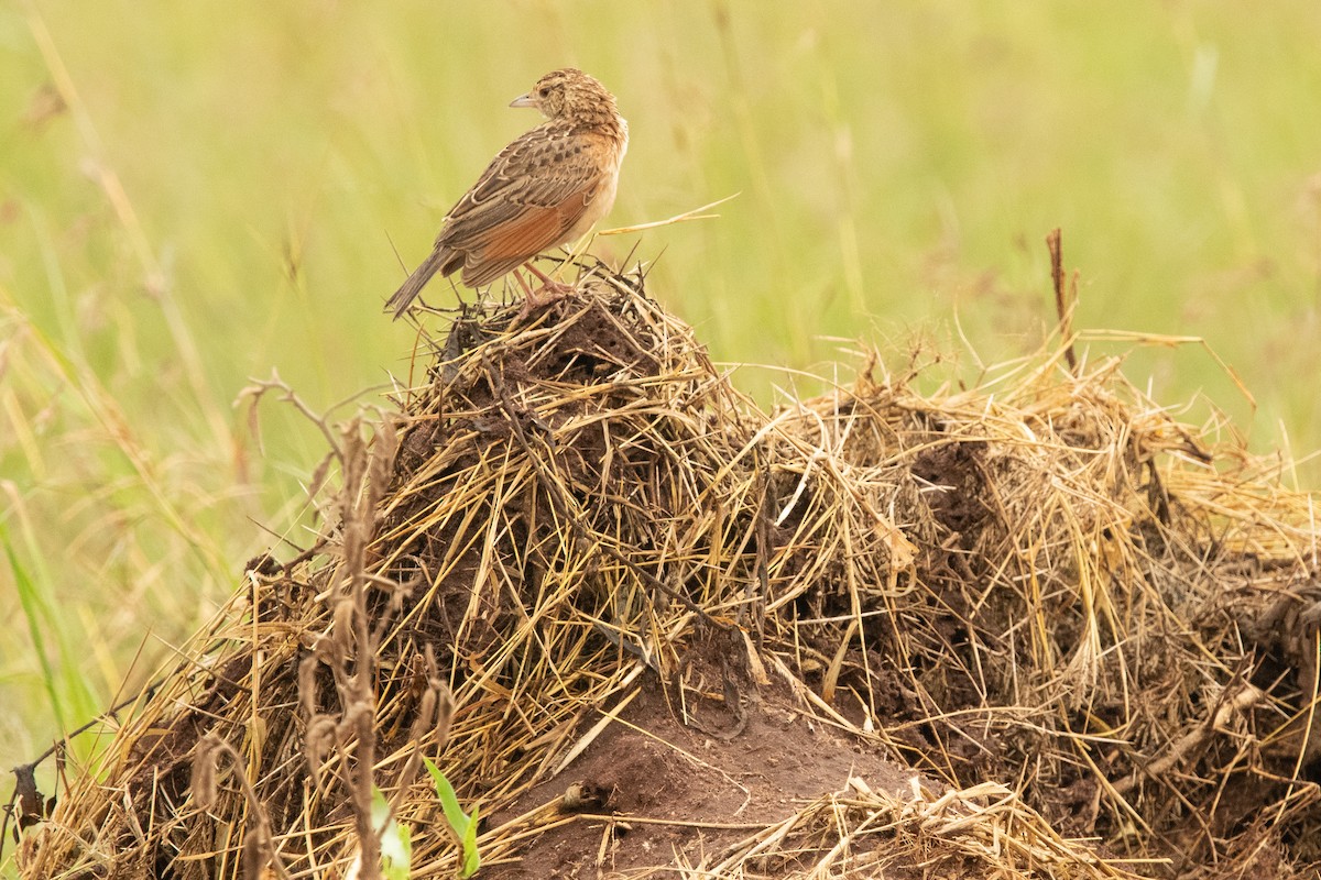 Red-winged Lark (Red-winged) - ML213505541