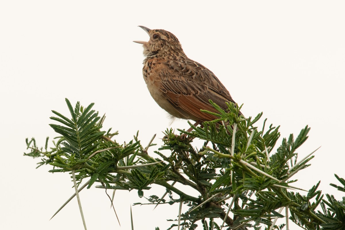 Red-winged Lark (Red-winged) - ML213505691