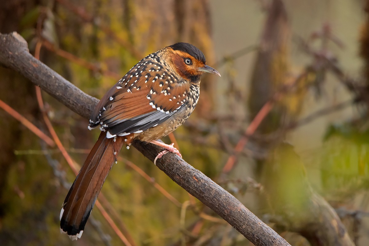 Spotted Laughingthrush - ML213507971