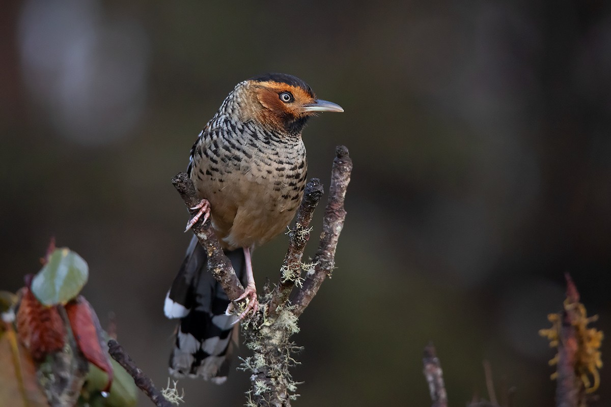 Spotted Laughingthrush - ML213507981