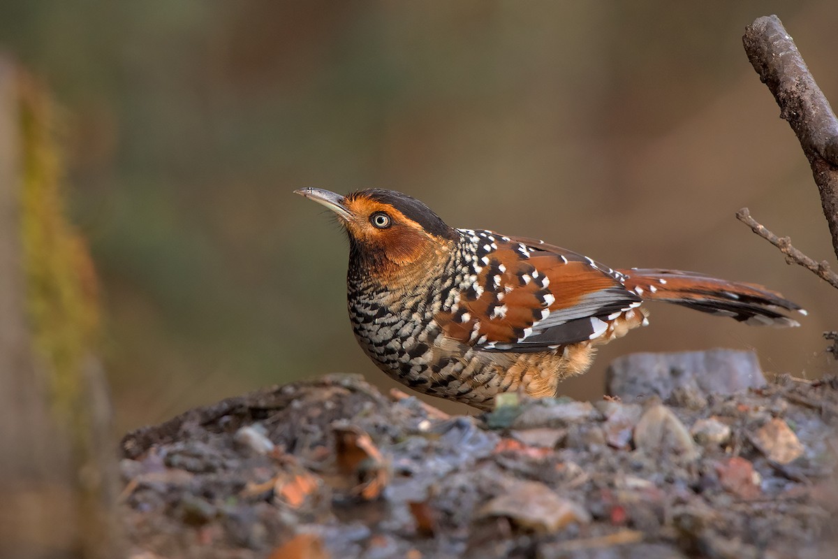 Spotted Laughingthrush - ML213507991