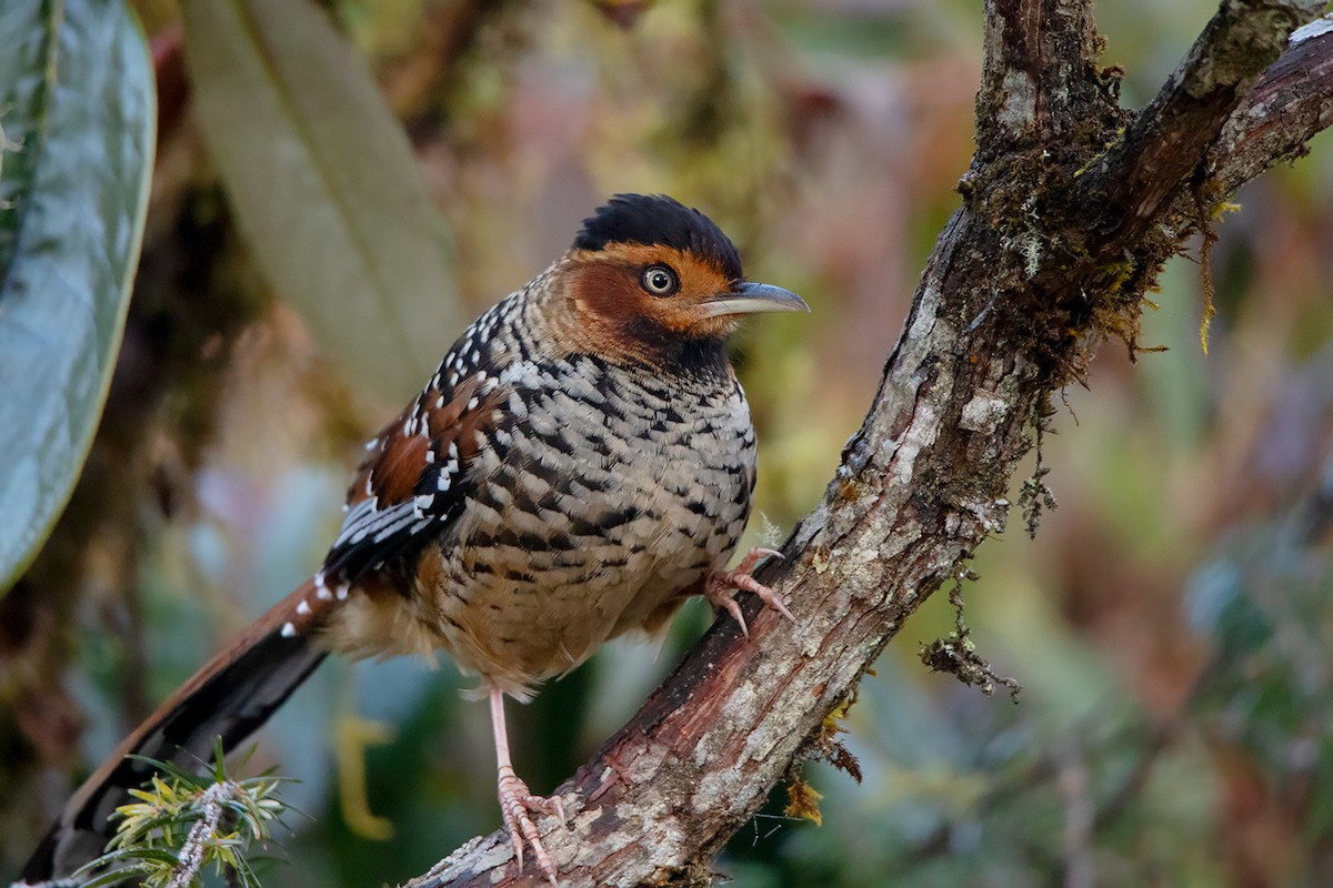 Spotted Laughingthrush - ML213508001
