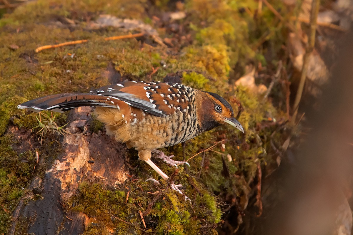 Spotted Laughingthrush - ML213508011