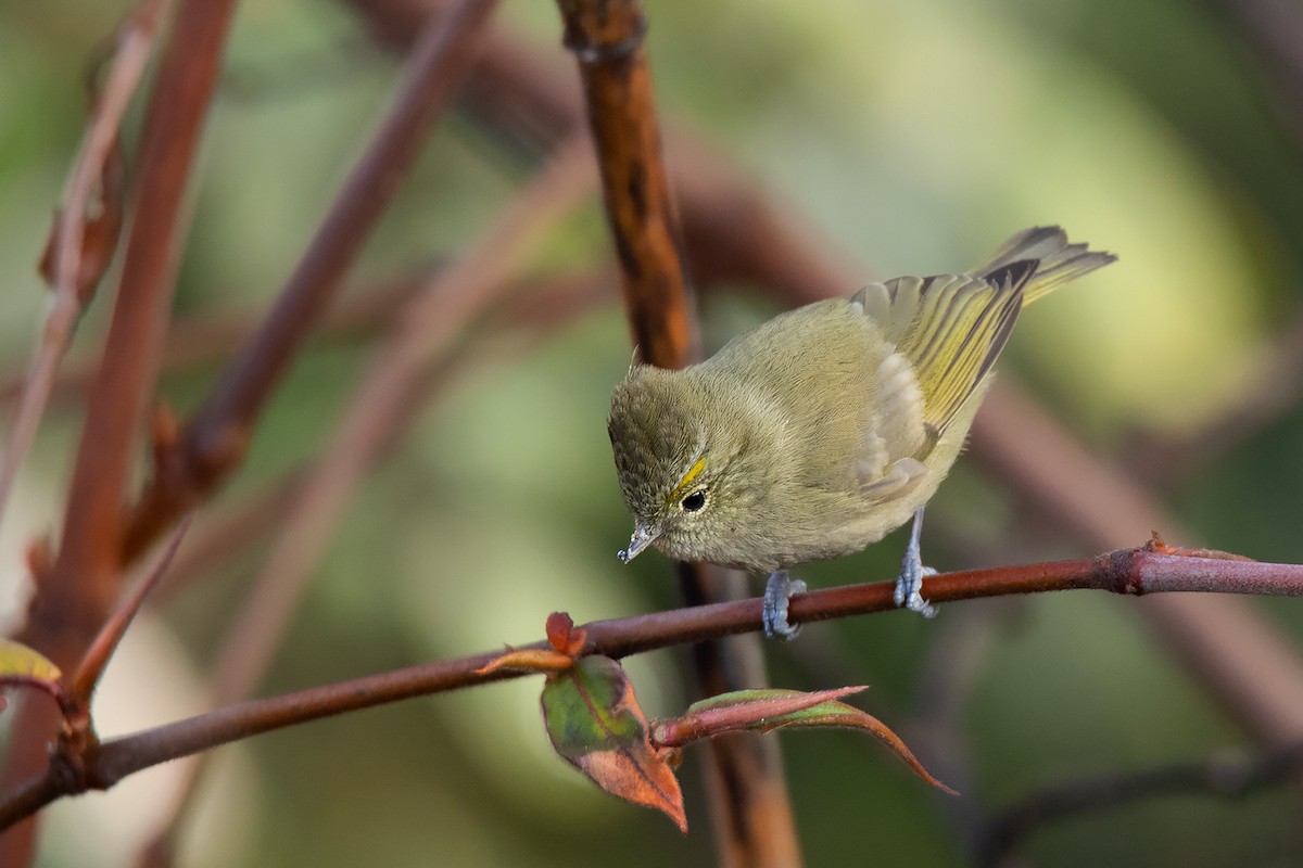 Yellow-browed Tit - ML213508541
