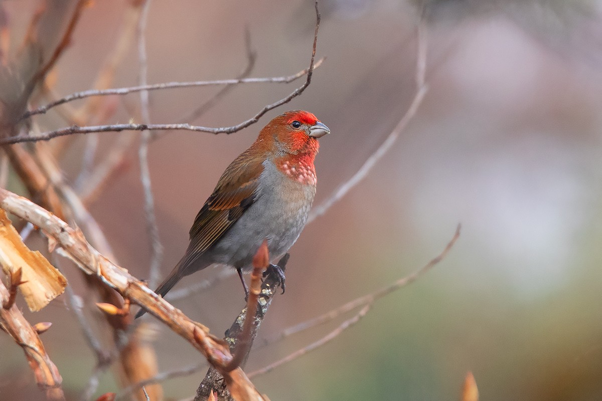 Crimson-browed Finch - Ayuwat Jearwattanakanok