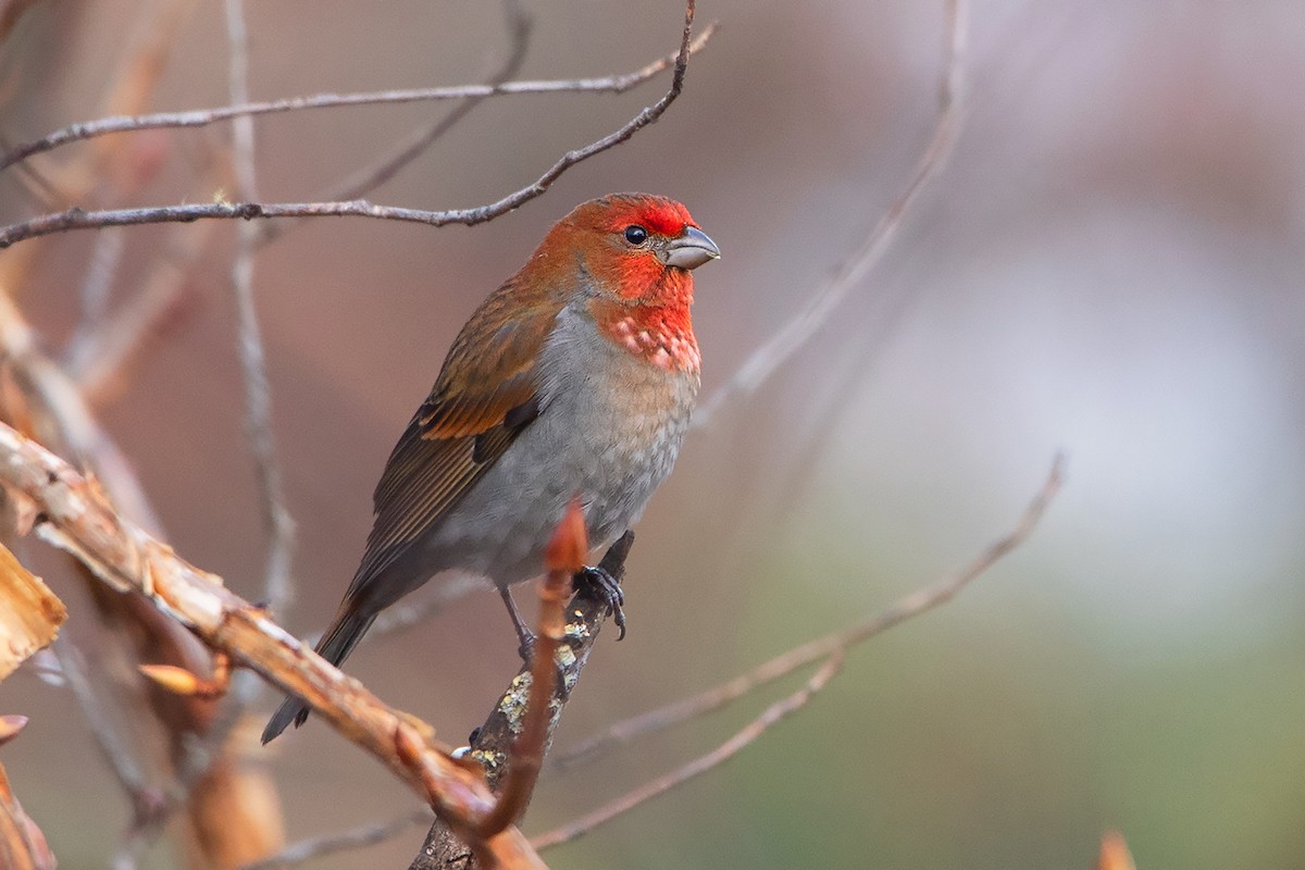 Crimson-browed Finch - Ayuwat Jearwattanakanok