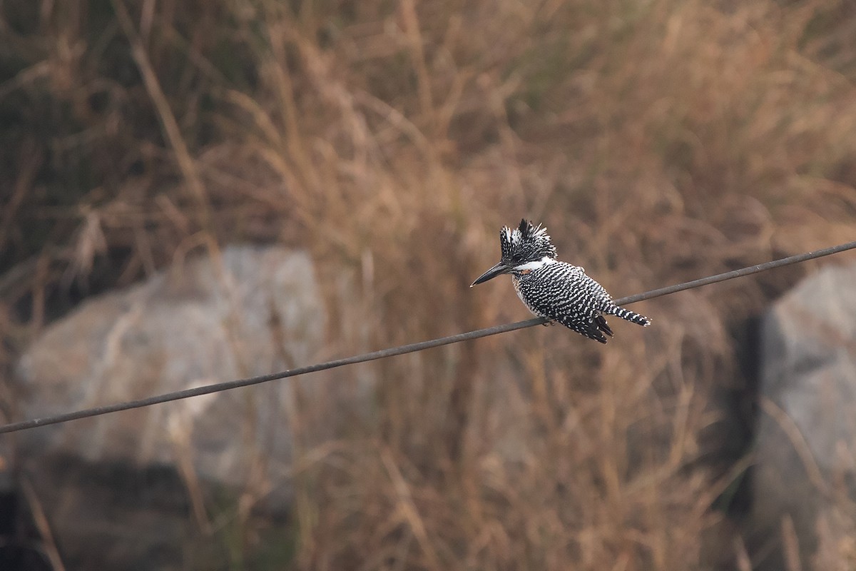 Crested Kingfisher - ML213510031