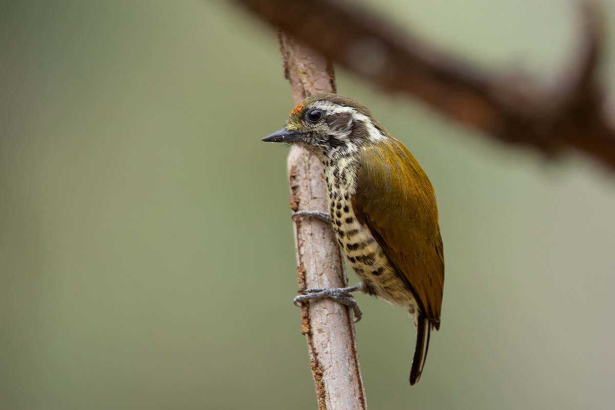Speckled Piculet - ML213510101