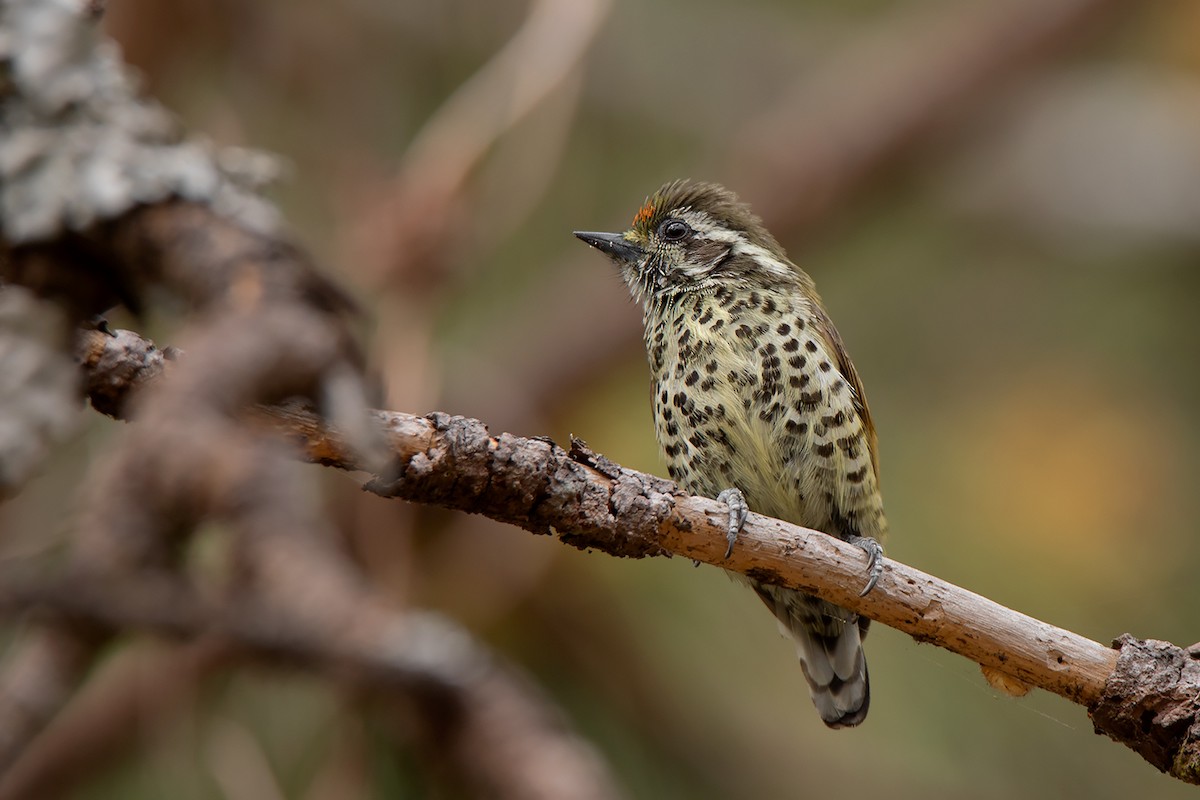 Speckled Piculet - ML213510121