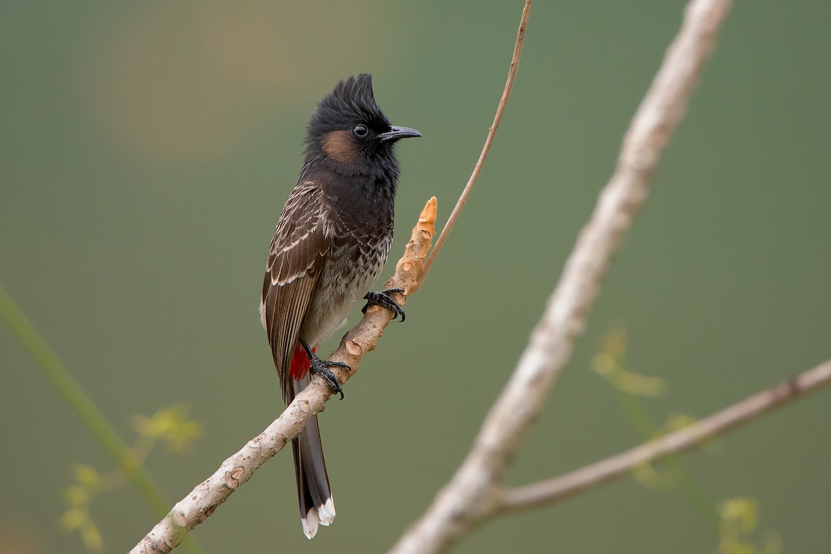 Red-vented Bulbul - ML213510161