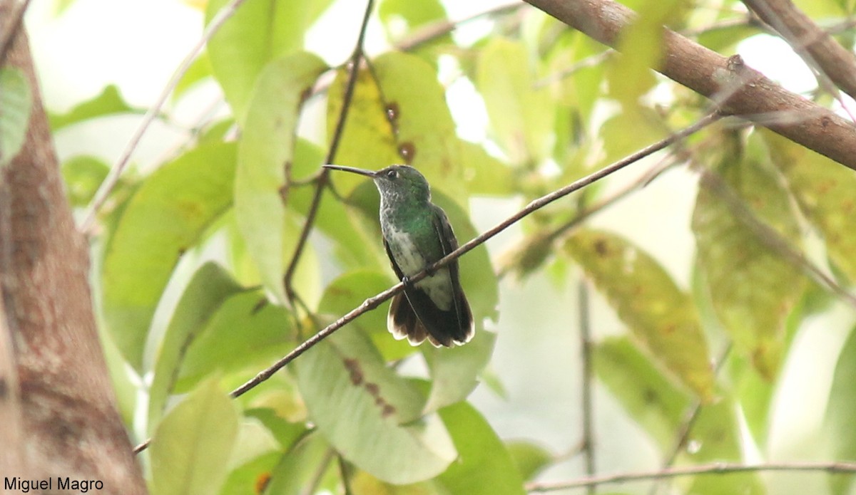 Glittering-throated Emerald - Miguel  Magro