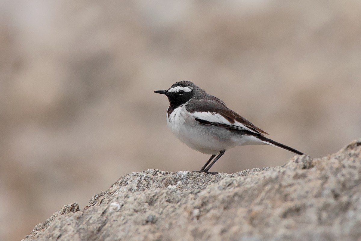 White-browed Wagtail - ML213511571