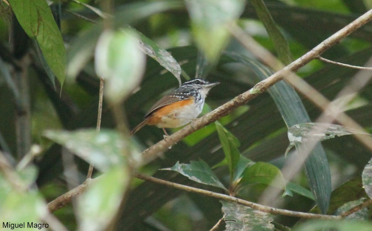 Guianan Warbling-Antbird - Miguel  Magro