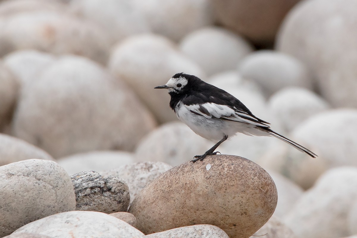 White Wagtail (Hodgson's) - Ayuwat Jearwattanakanok