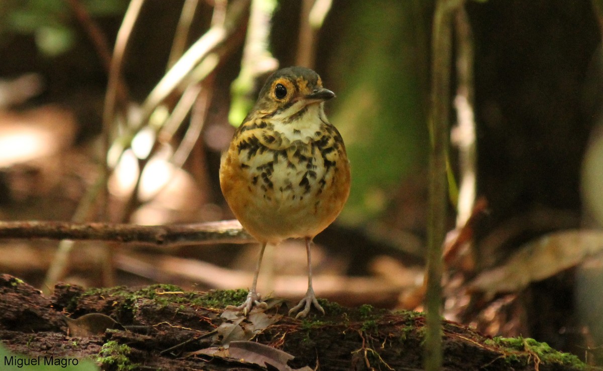 Spotted Antpitta - ML213511741