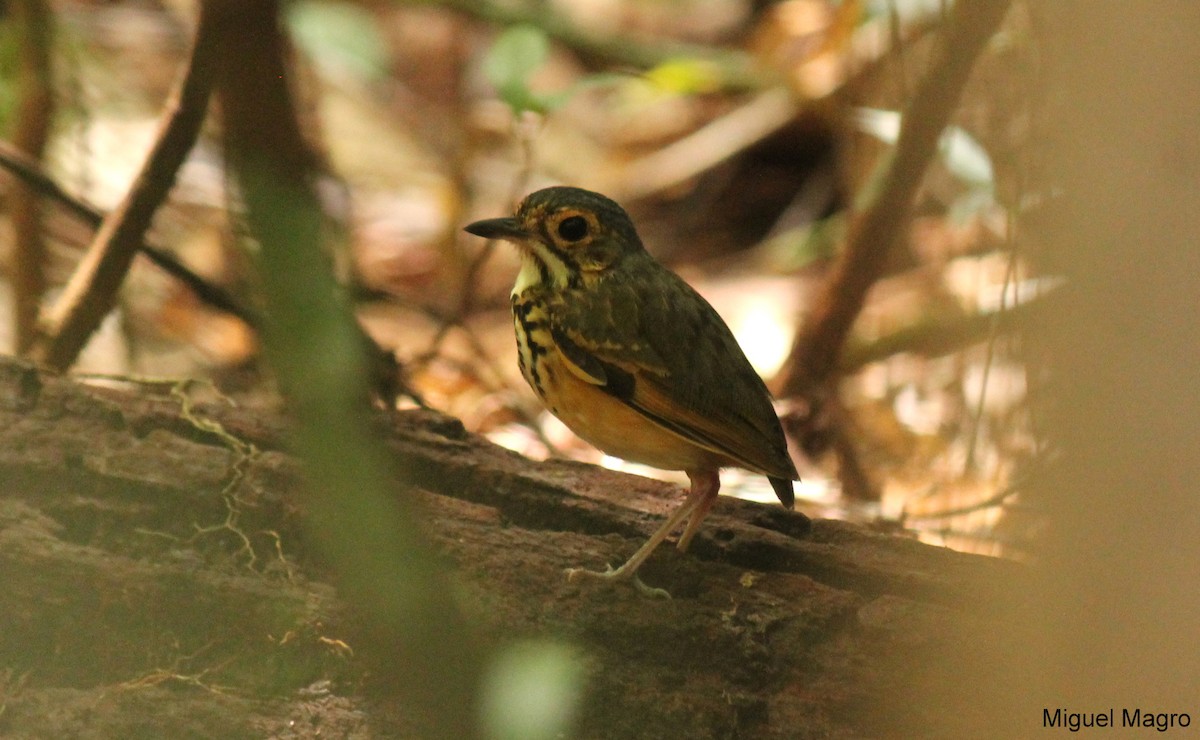 Spotted Antpitta - ML213511771