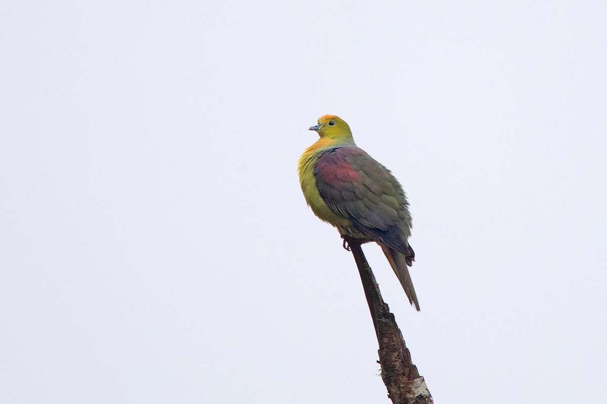Wedge-tailed Green-Pigeon - ML213512131
