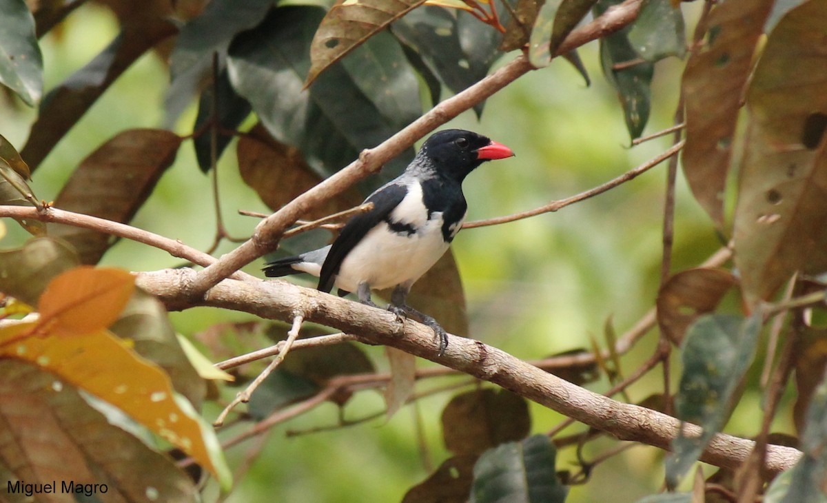 Red-billed Pied Tanager - ML213512761