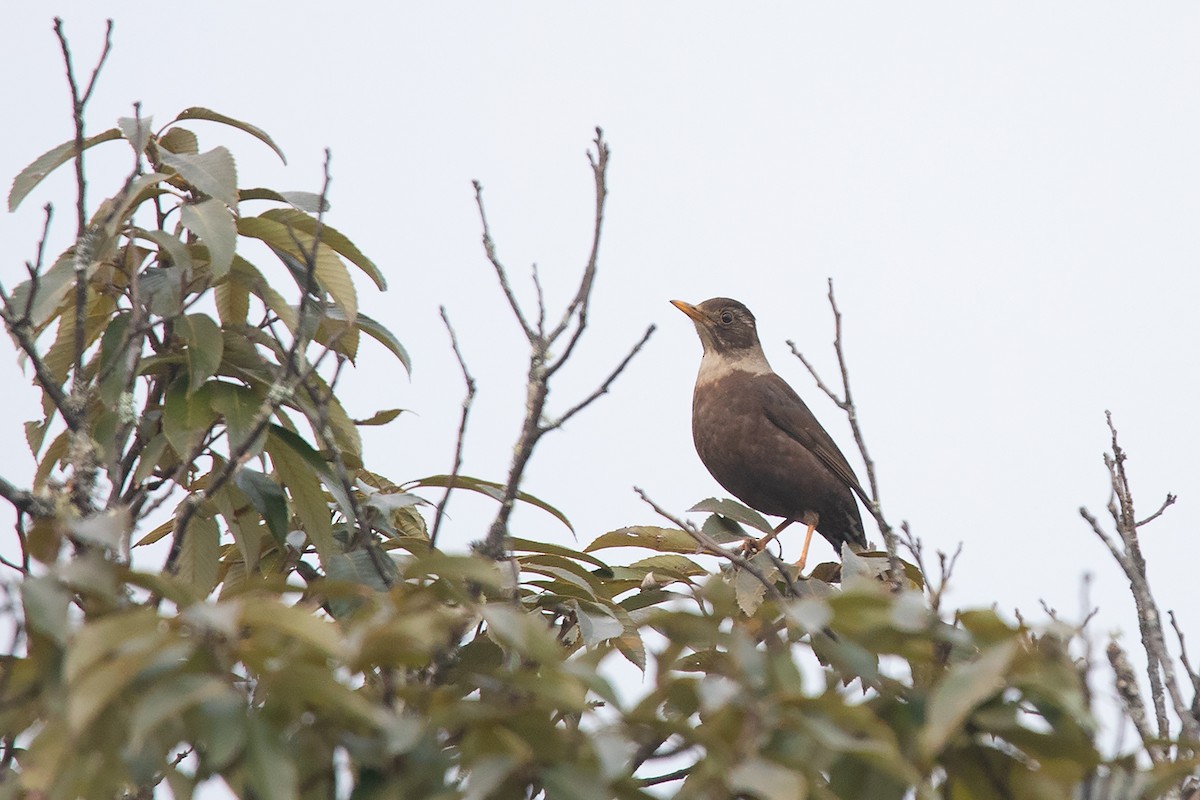 White-collared Blackbird - Ayuwat Jearwattanakanok