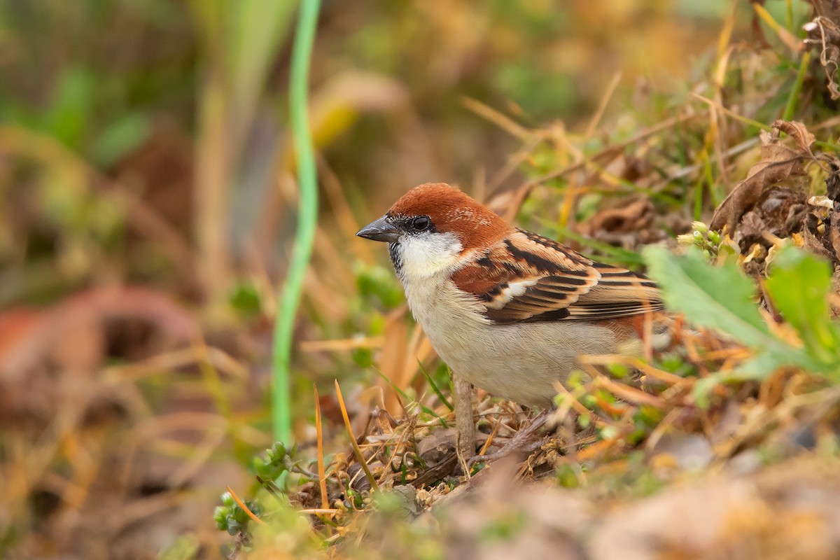 Russet Sparrow - Ayuwat Jearwattanakanok
