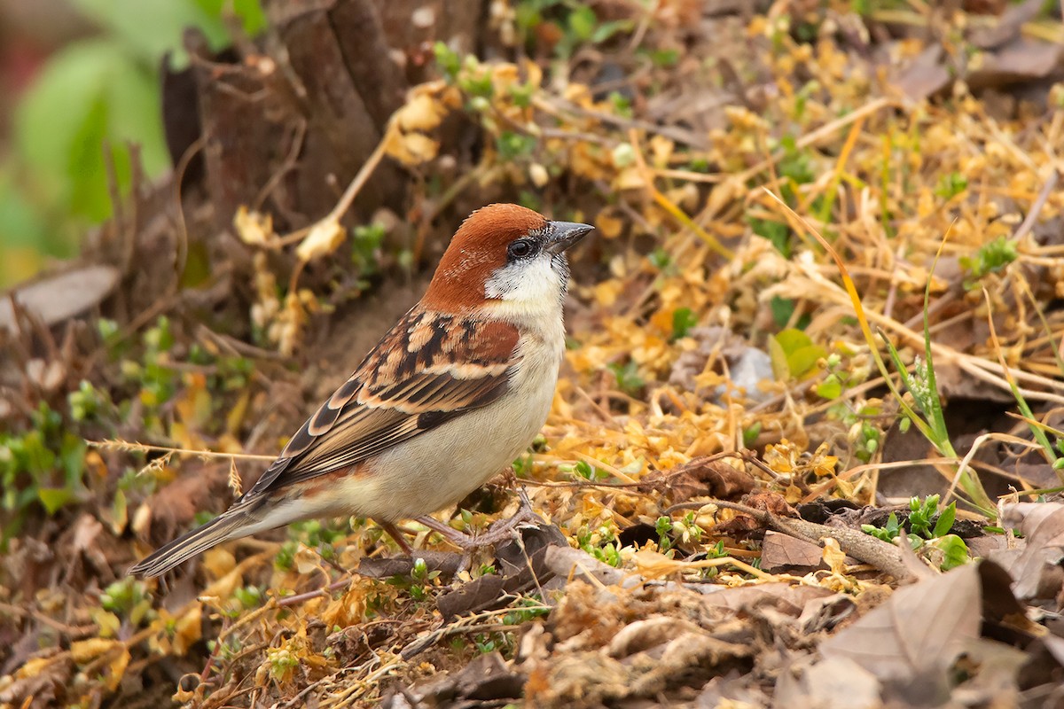 Russet Sparrow - ML213513011