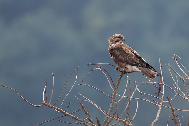 ヒマラヤノスリ Ebird