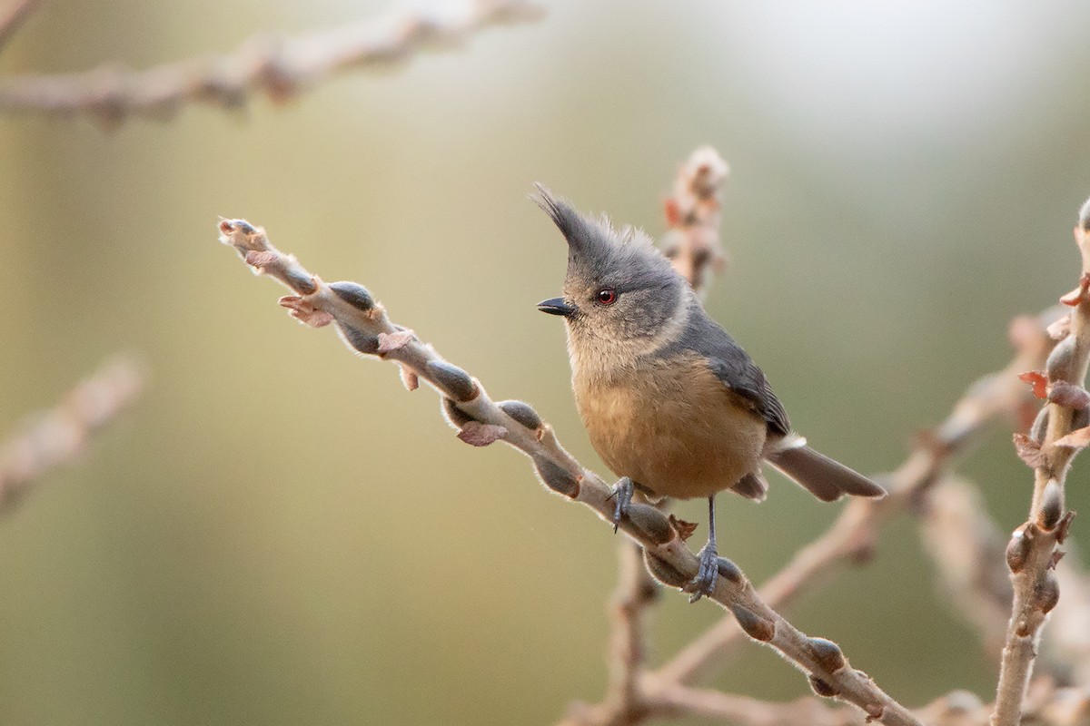 Gray-crested Tit - ML213513781