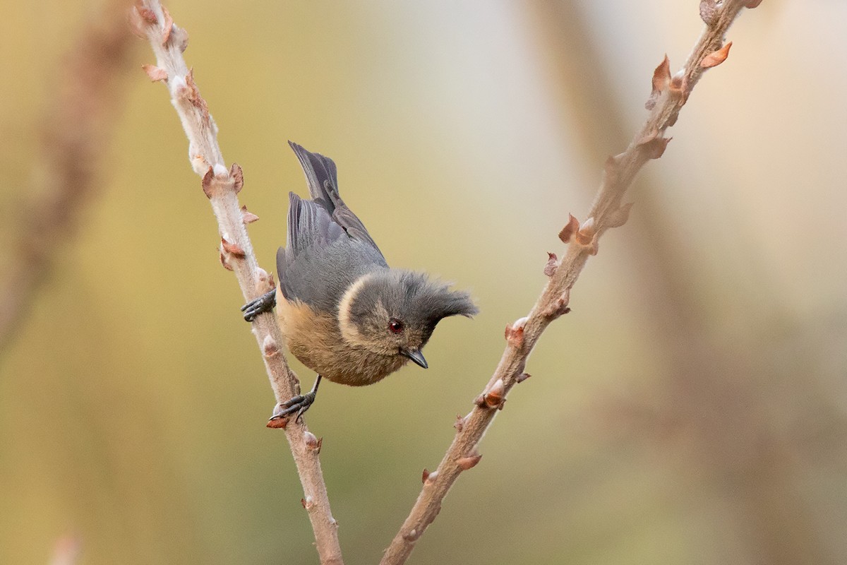 Gray-crested Tit - ML213513791