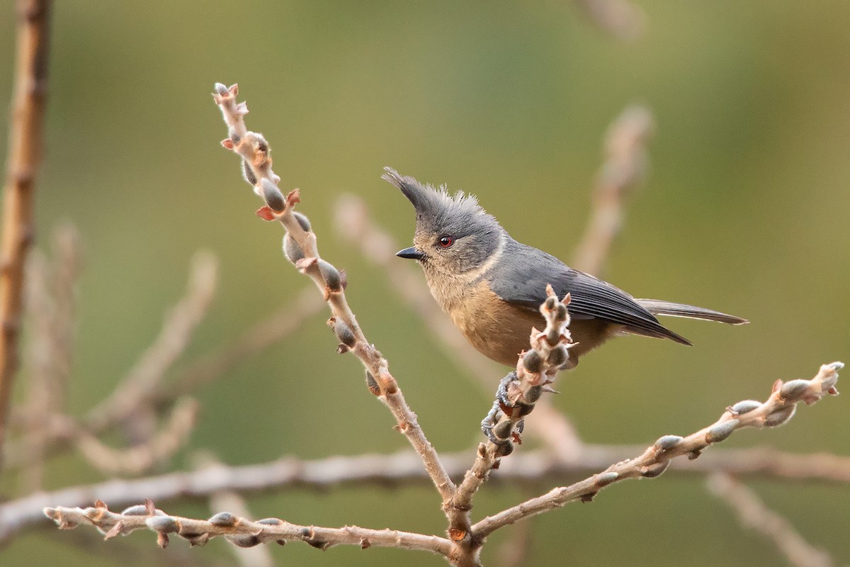 Gray-crested Tit - ML213513801