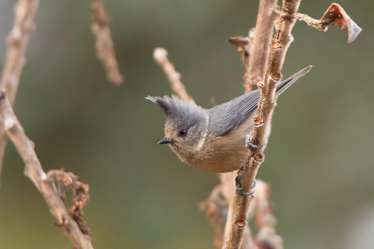 Gray-crested Tit - ML213513811