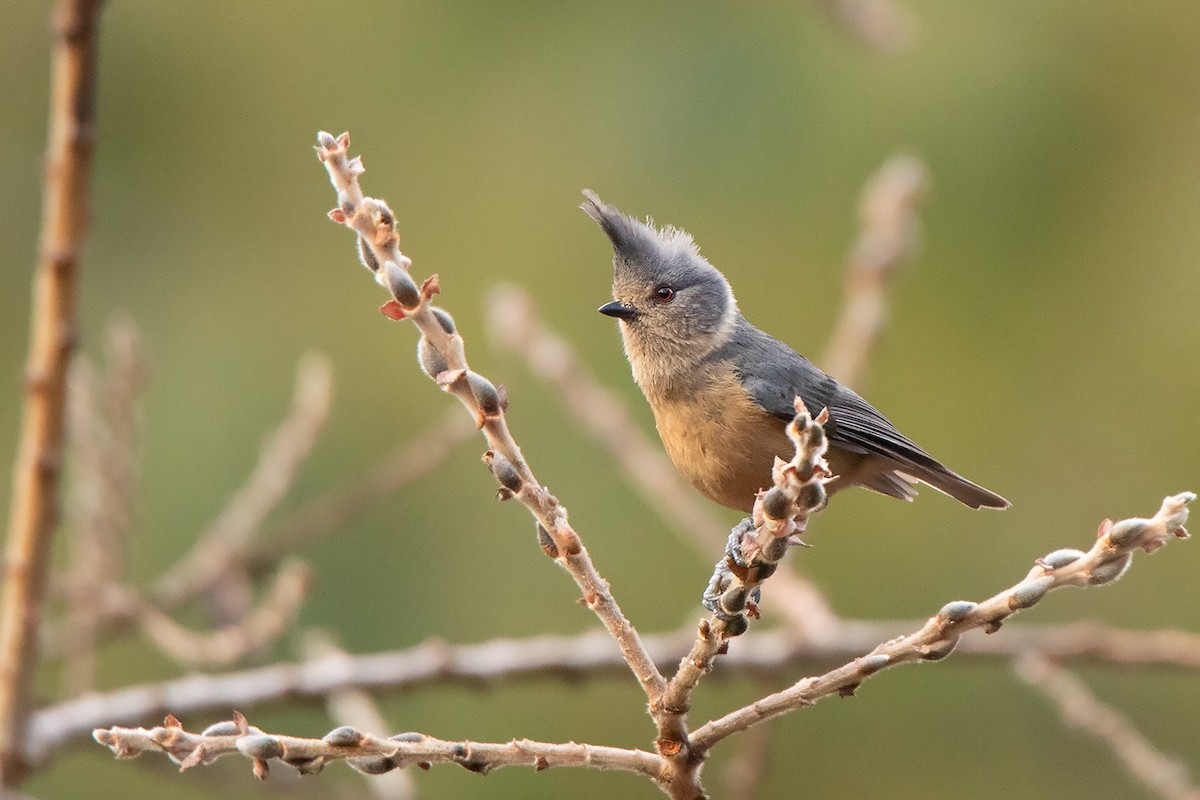 Gray-crested Tit - ML213513821