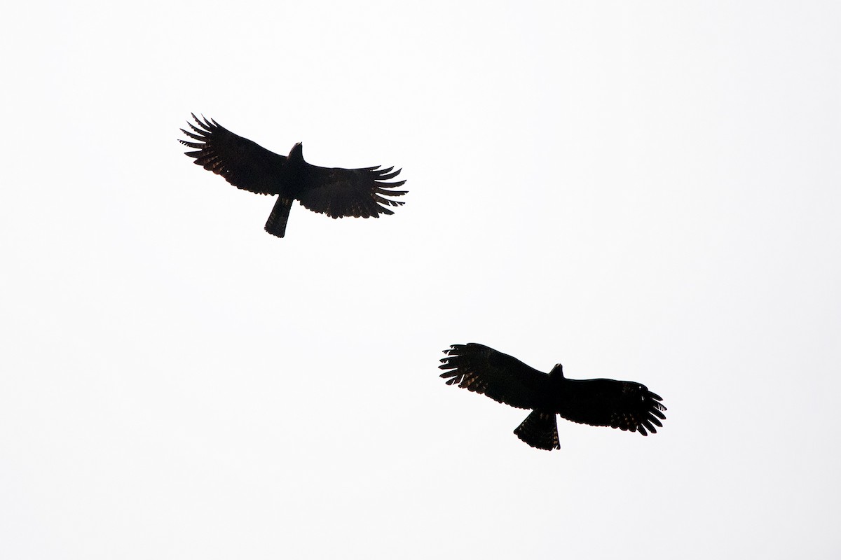 Black Eagle - Ayuwat Jearwattanakanok