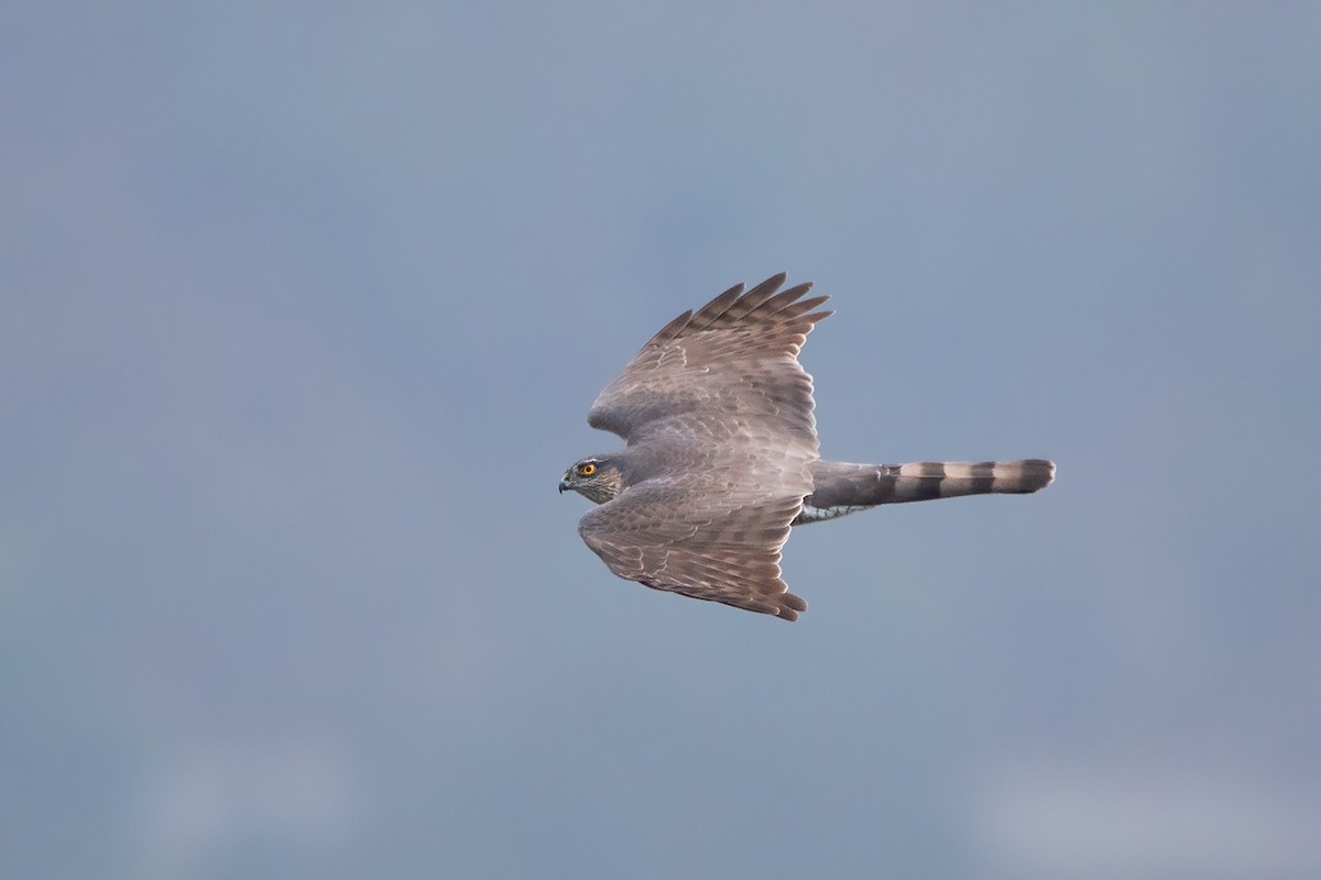 Eurasian Sparrowhawk - Ayuwat Jearwattanakanok