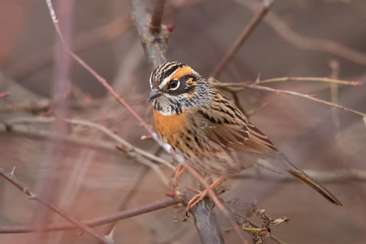 Rufous-breasted Accentor - ML213515231