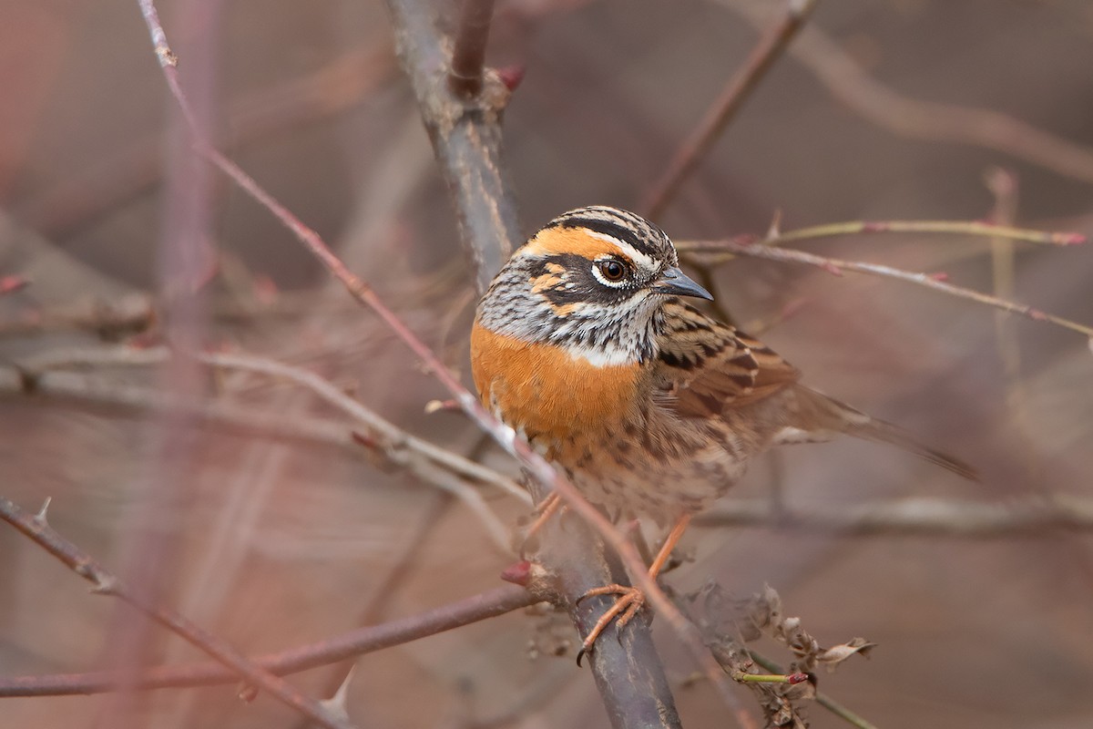 Rufous-breasted Accentor - ML213515241