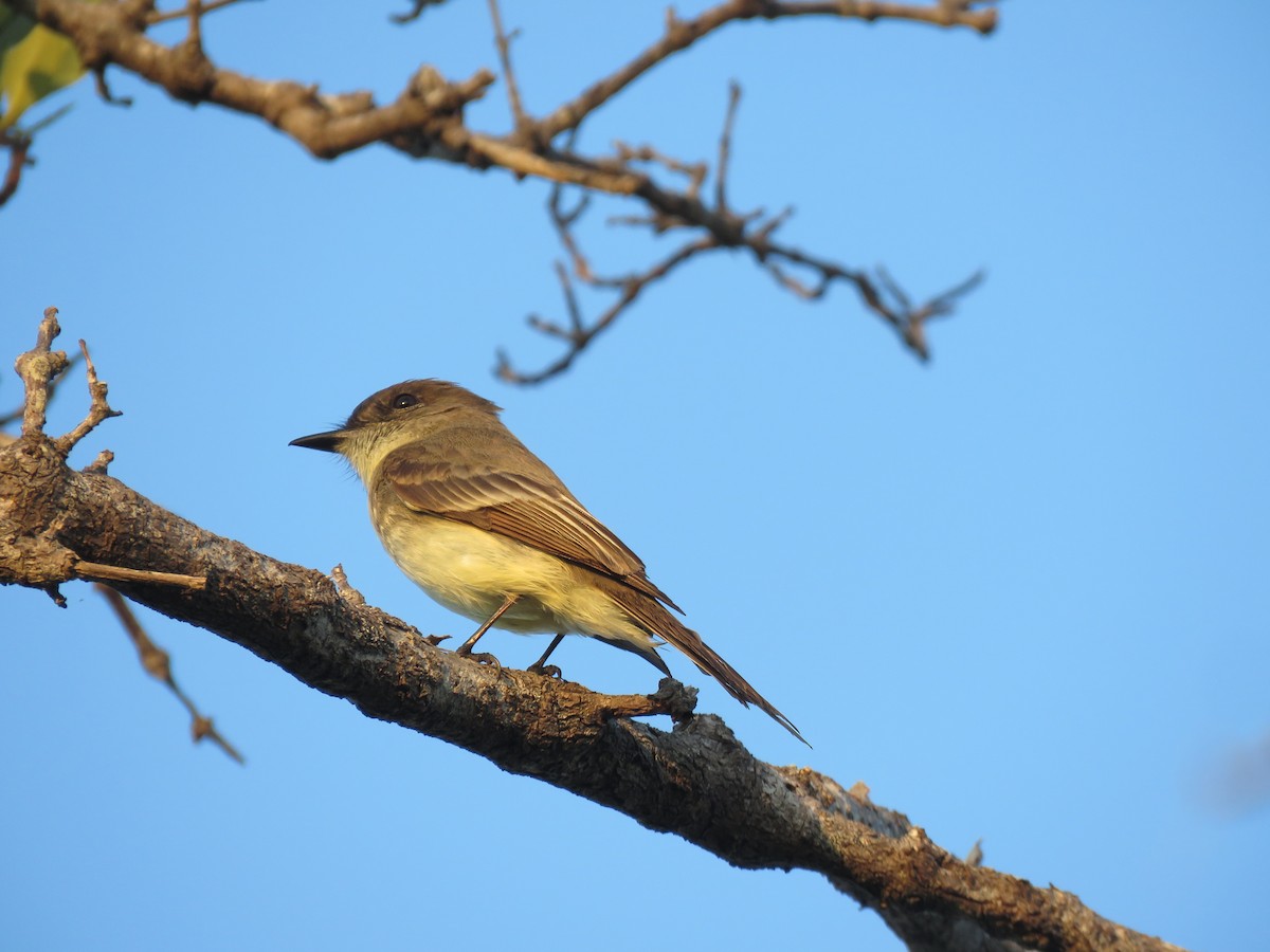 Great Crested Flycatcher - ML213516781