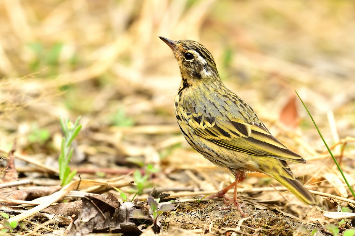 Olive-backed Pipit - ML213524601