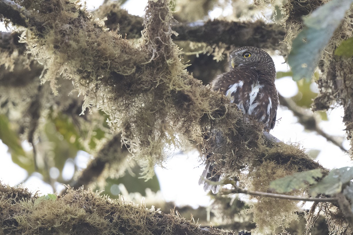 Costa Rican Pygmy-Owl - Peter Hawrylyshyn