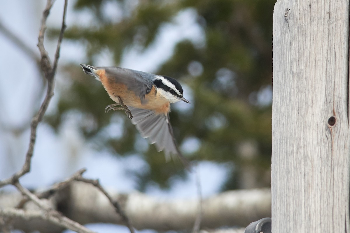 Red-breasted Nuthatch - ML213526021