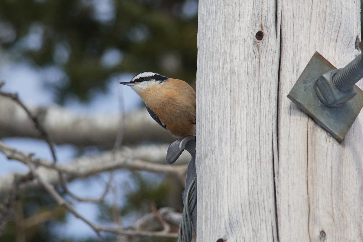 Red-breasted Nuthatch - Patrice St-Pierre