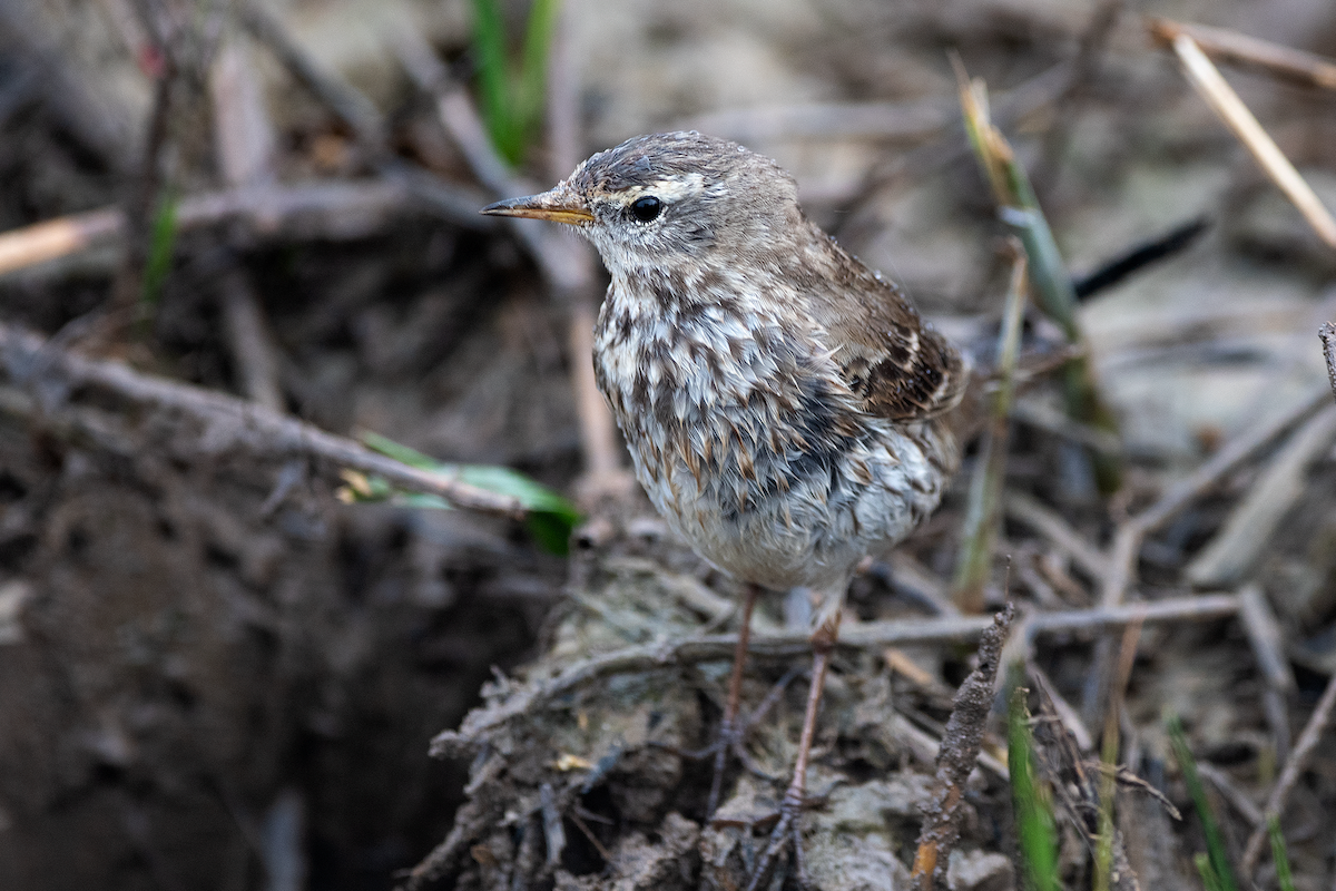 Water Pipit - ML213529741