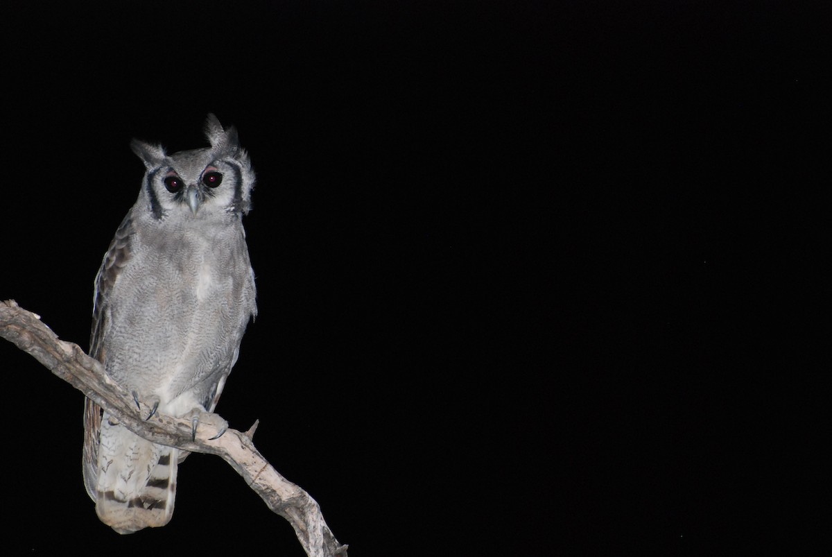 Verreaux's Eagle-Owl - Geoffrey Palmer