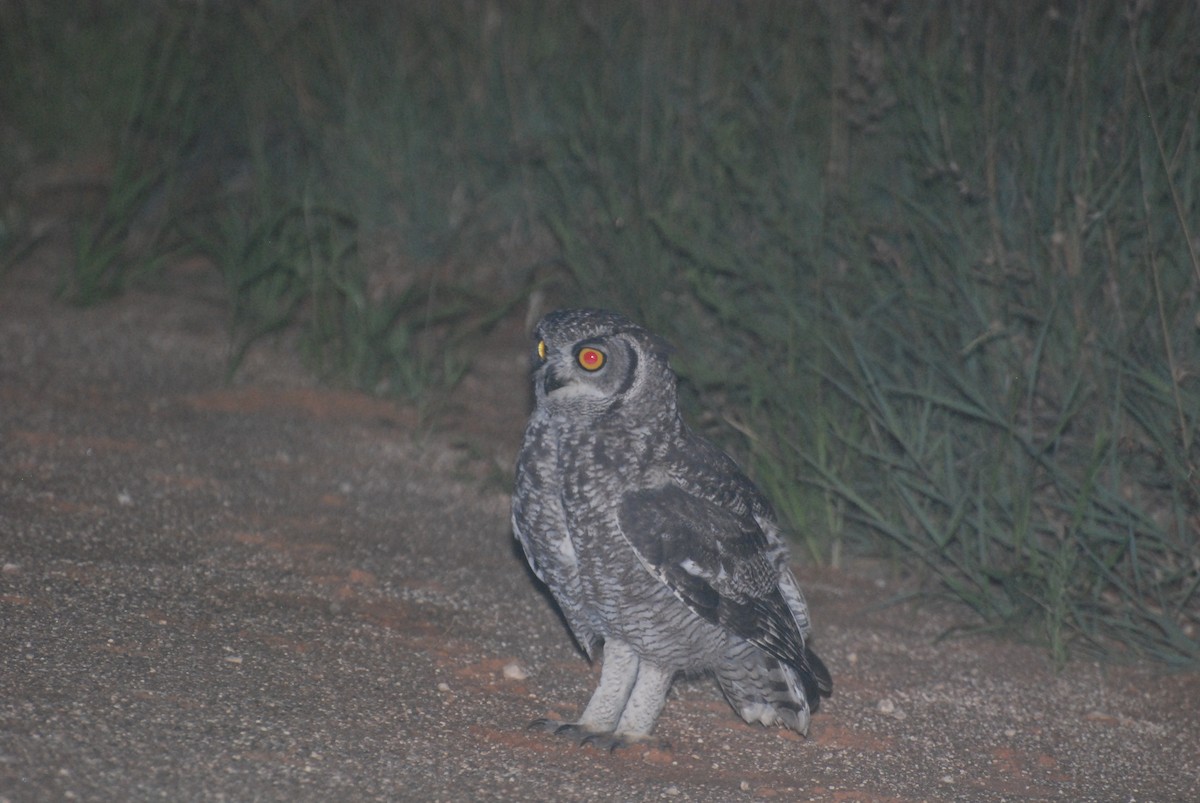Spotted Eagle-Owl - Geoffrey Palmer
