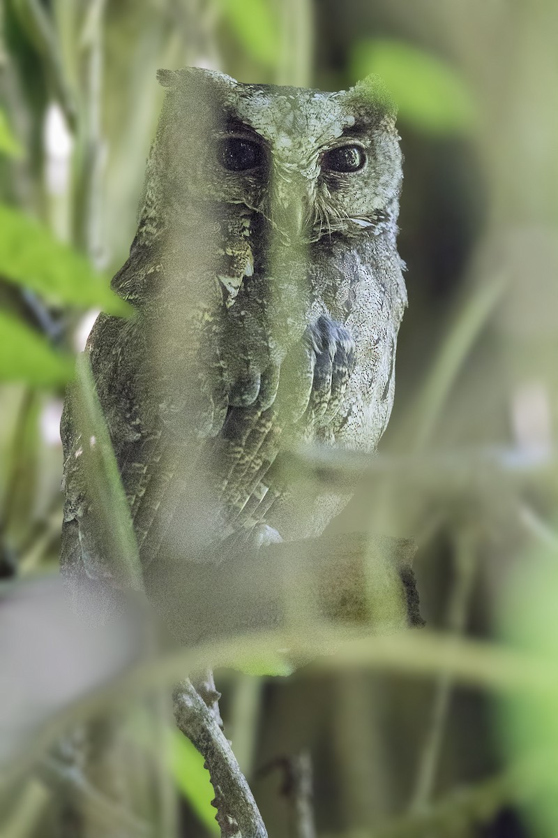 Philippine Scops-Owl - ML213534841