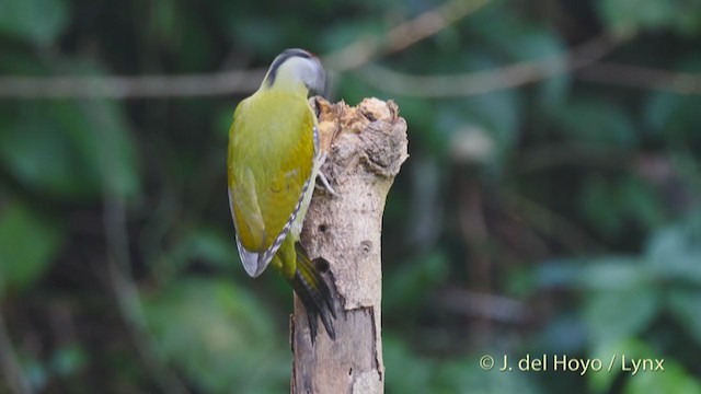 Gray-headed Woodpecker (Black-naped) - ML213536041