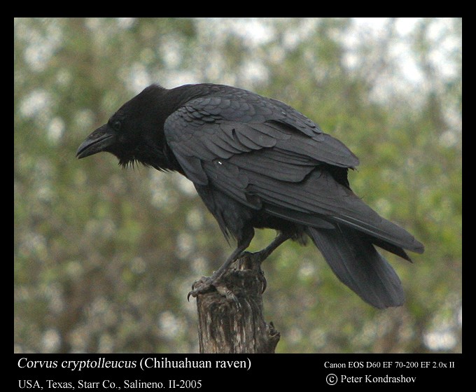 Chihuahuan Raven - Peter Kondrashov