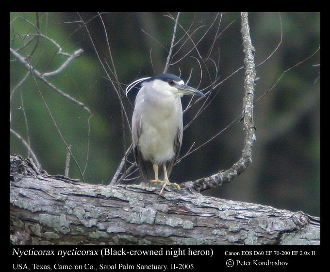 Black-crowned Night Heron (American) - ML213538271