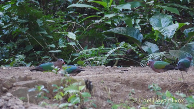 holub zelenokřídlý - ML213539791