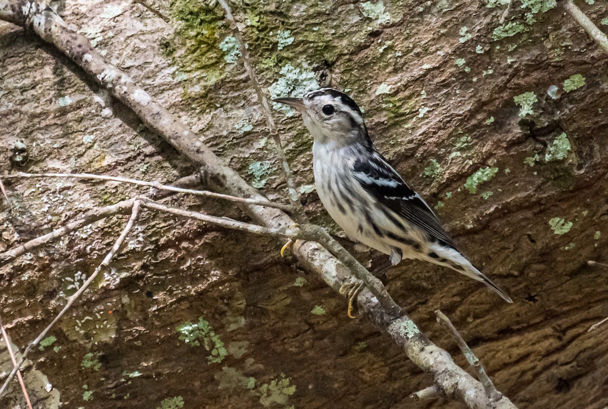 Black-and-white Warbler - ML213540571