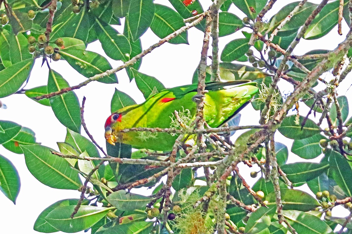 Red-fronted Parrotlet - ML213542281